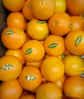 Naranja (Navel)