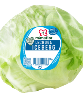 Lechuga Iceberg (Cal. 9)